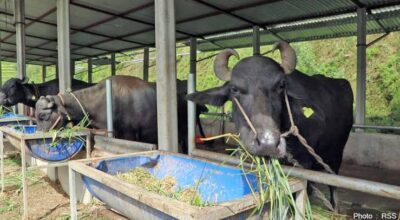 भैँसी व्यापारबाट साढे तीन दशकमा ३५ लाखको जग्गा जोडे