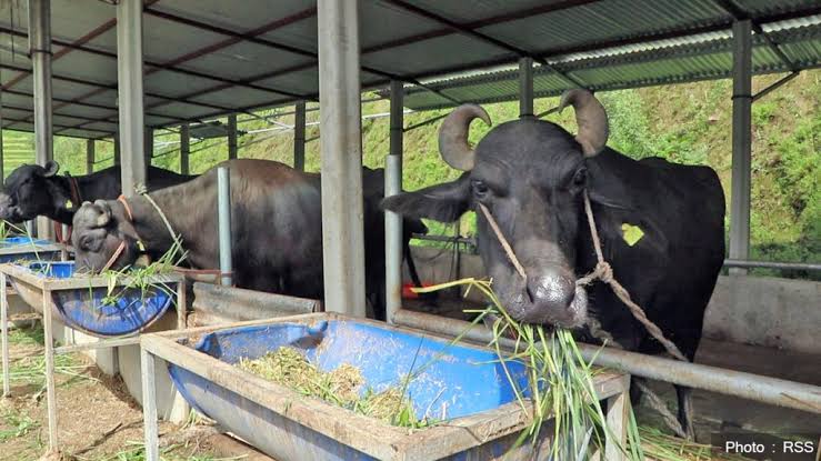भैँसी व्यापारबाट साढे तीन दशकमा ३५ लाखको जग्गा जोडे