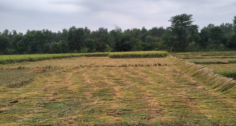असिनासहितको वर्षाले घोडाघोडीमा धानबालीमा क्षति