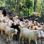 धरानमा दसैँका अवसरमा २६ करोड बढीको खसीबोका कारोबार