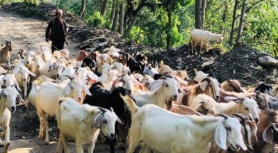 गुल्मीका किसान खसीबोका बेचेर वार्षिक एक अर्ब कमाउँछन्