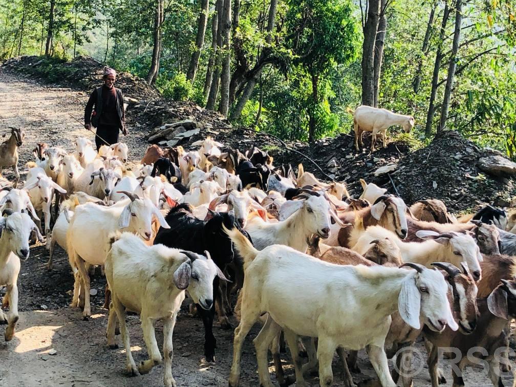 गुल्मीका किसान खसीबोका बेचेर वार्षिक एक अर्ब कमाउँछन्