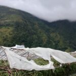 हुरीले गोलभेंडा खेतीमा क्षति