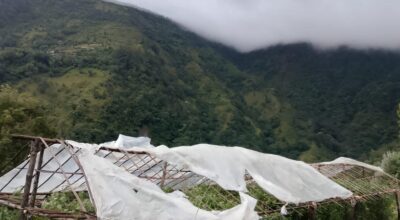 हुरीले गोलभेंडा खेतीमा क्षति