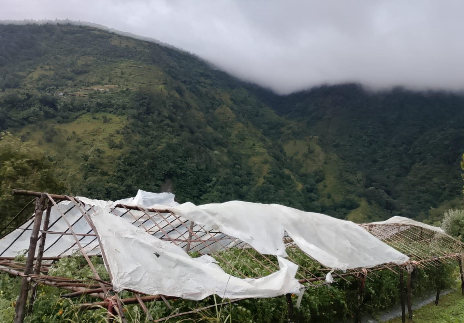 हुरीले गोलभेंडा खेतीमा क्षति