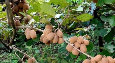अर्घाखाँचीको बाँझो जमिनमा किवी खेतीबाट मनग्य आम्दानी