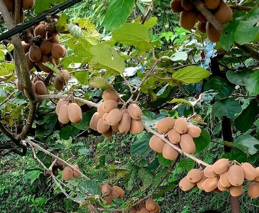 अर्घाखाँचीको बाँझो जमिनमा किवी खेतीबाट मनग्य आम्दानी