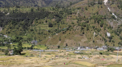 दसैँको चहलपहल बढे पनि बाजुराका किसान धान भित्र्याउन व्यस्त