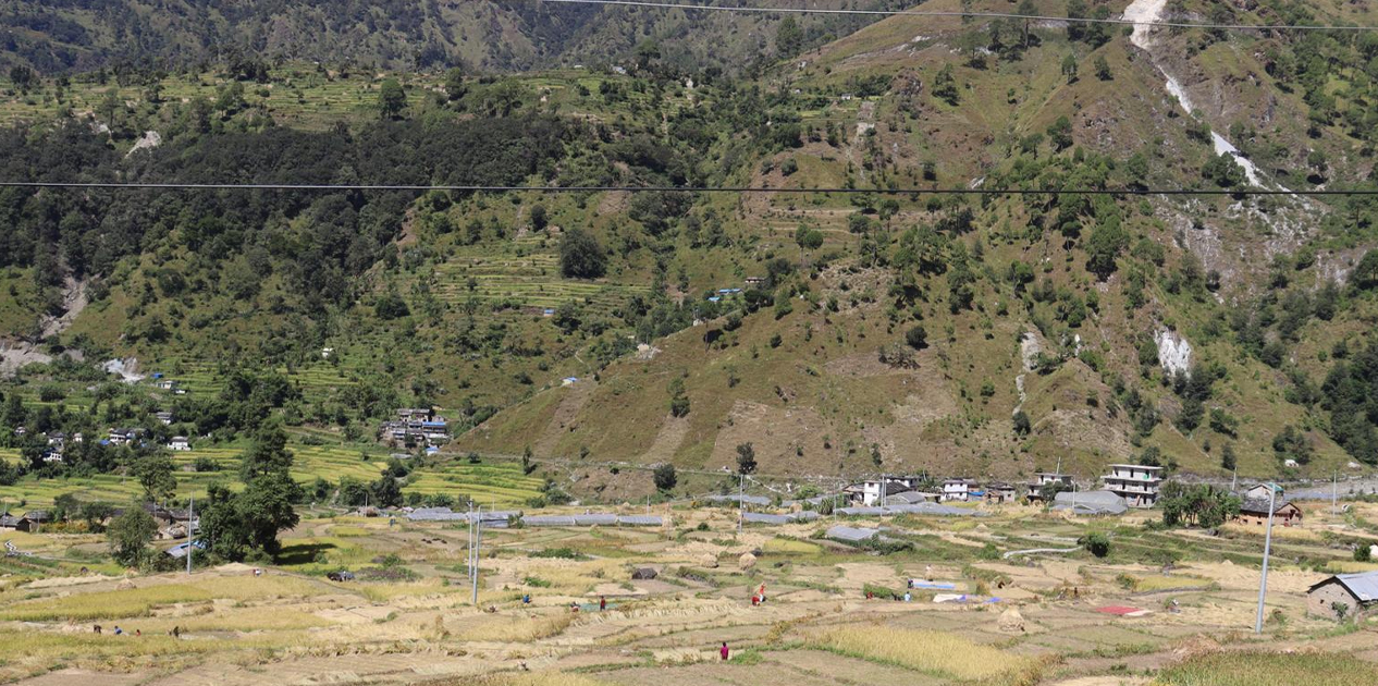 दसैँको चहलपहल बढे पनि बाजुराका किसान धान भित्र्याउन व्यस्त