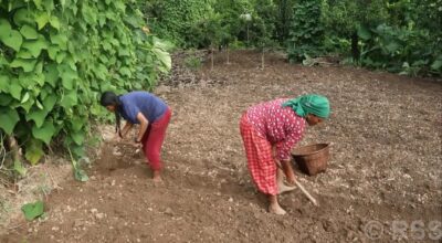 हिउँदे आलु रोप्न भोजपुरका किसानलाई चटारो