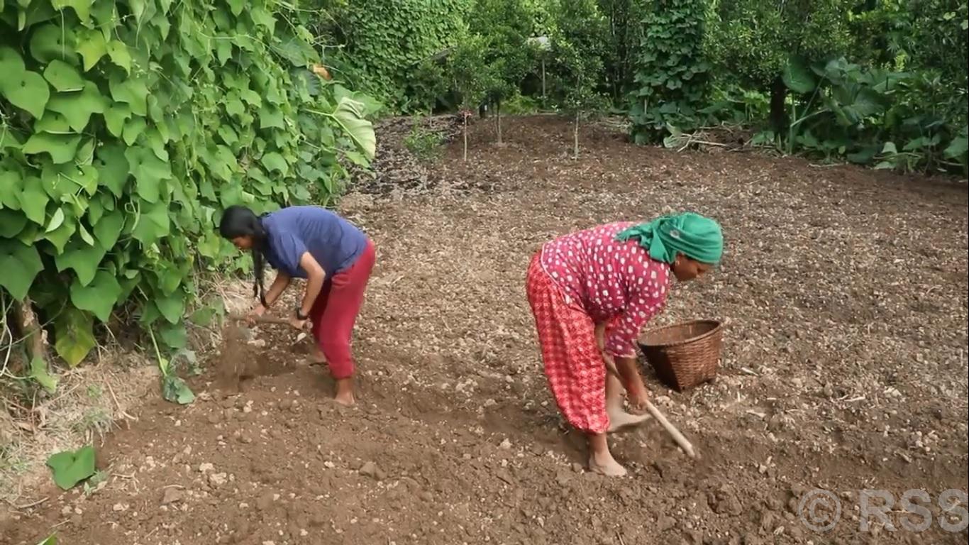 हिउँदे आलु रोप्न भोजपुरका किसानलाई चटारो
