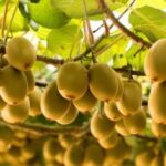 सिन्धुलीका किसान व्यावसायिक किवी खेतीतर्फ आकर्षित