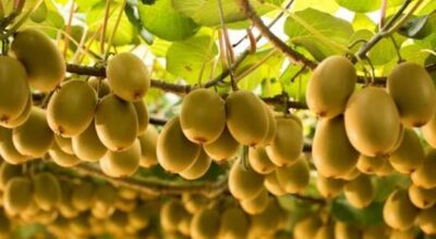 सिन्धुलीका किसान व्यावसायिक किवी खेतीतर्फ आकर्षित