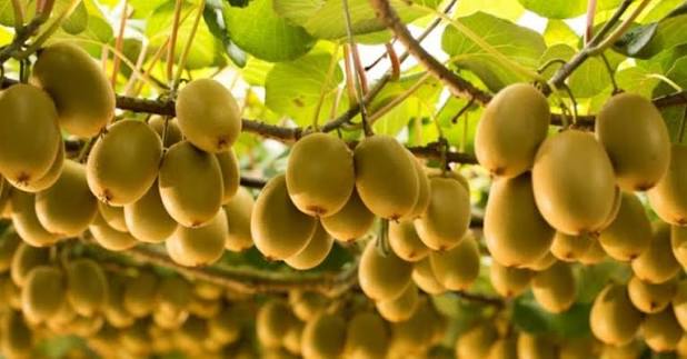 सिन्धुलीका किसान व्यावसायिक किवी खेतीतर्फ आकर्षित
