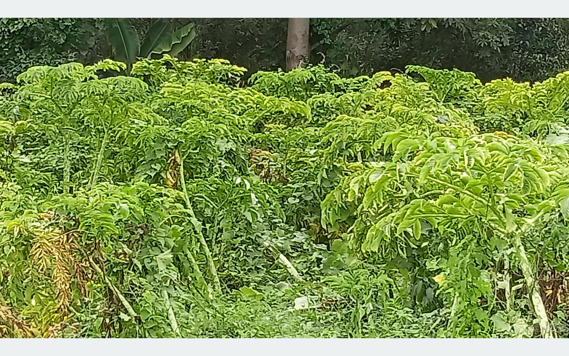महोत्तरीमा ओल किसानको व्यस्तता बढ्यो