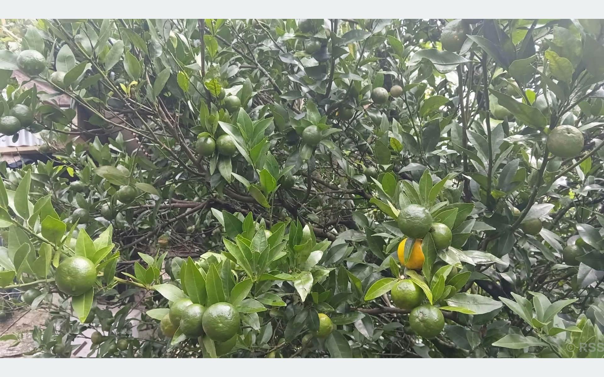 सुन्तलामा रोग लागेपछि किसान चिन्तामा