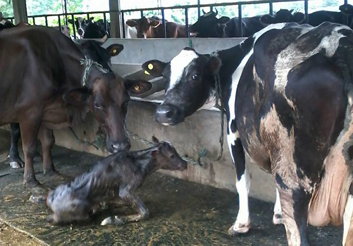 स्थानीय पाडीबाच्छी हुर्काउन किसानलाई १० हजारसम्म प्रोत्साहन