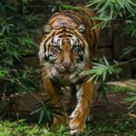 भारतमा वन्यजन्तु संरक्षणको ठूलो सफलता